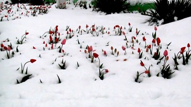 Апрель - весне не верь