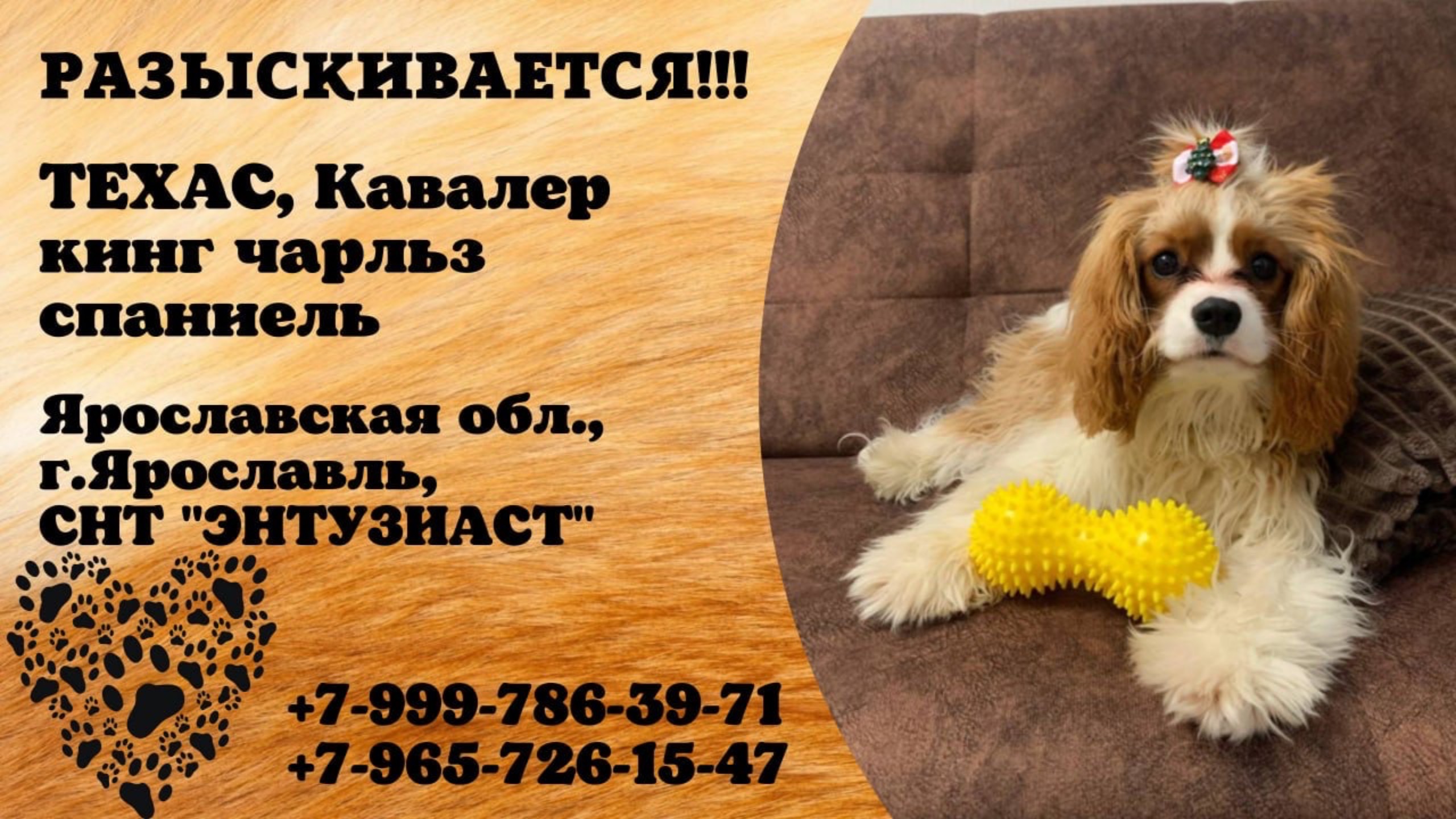 Пропала собака! ТЕХАС, Кавалер кинг чарльз спаниель. Ярославская обл., г.Ярославль.