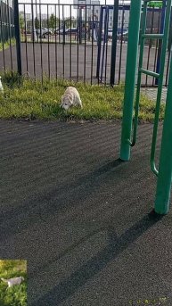 Травка зеленеет