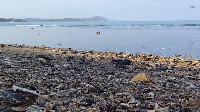 Природа |Морские блохи| Остров Сахалин ❤️ Отдых на море