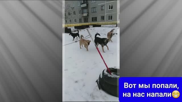 Однажды зимой. Нападение  собак.