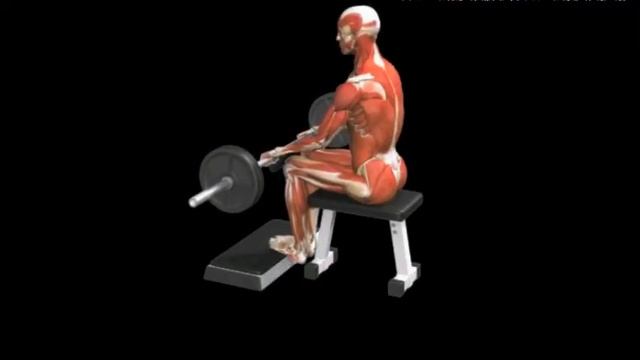 Перекаты с пятки на носок сидя со штангой Calves Seated calf rais