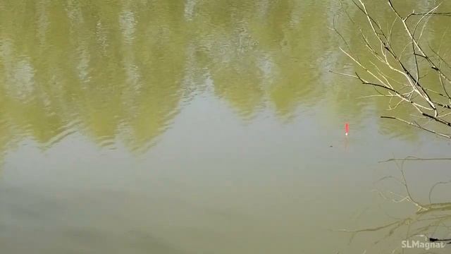 ЗАКИНУЛ В МУТНЫЙ ЗАЛИВ...НЕРВЫ НЕ ЗРЯ, КРУПНЯК на ПОПЛАВОК!  Рыбалка весной 2025