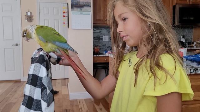 Ариэль играет с птичкой Люси \ Ariel is playing with Green-cheeked conure Luci