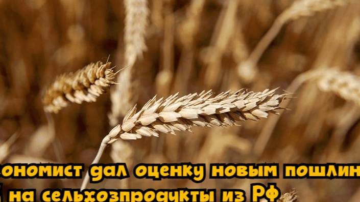 Экономист дал оценку новым пошлинам ЕС на сельхозпродукты из РФ