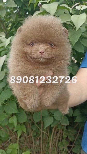 предлагается лиловый мальчик шпица💞💞💞💞