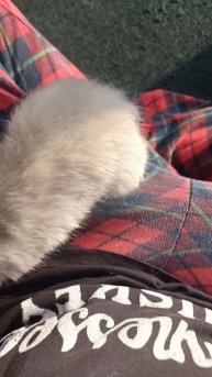 Крыс Вибрисс гуляет