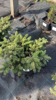 Ель мариорика Мачала | Садовод 54 Новосибирск