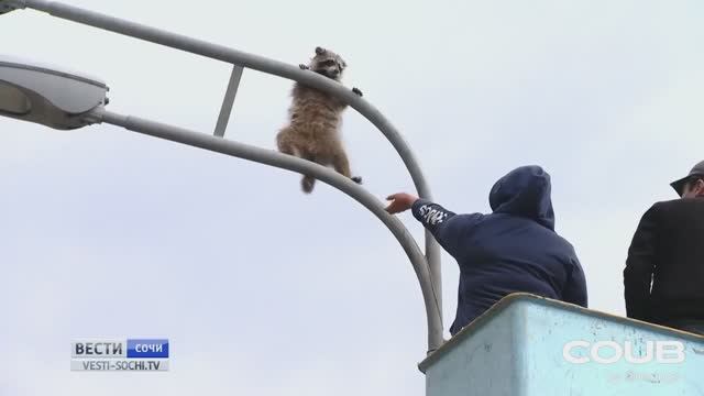 Енот на страже галактики