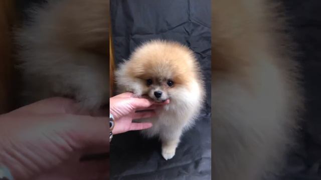 Шпиц девочка мишка