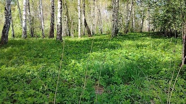 Участок 2796.mp4