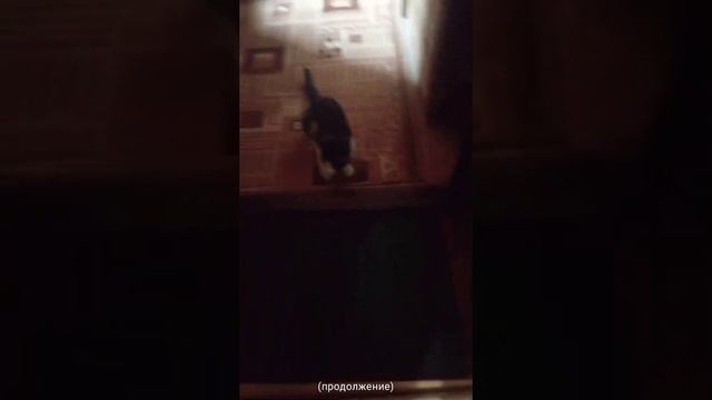 Котик Жанна Жанна пиши в коменты)
