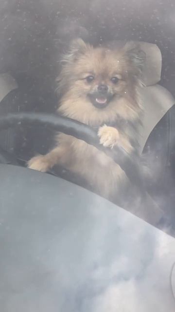 Шпиц на Форде🚘
