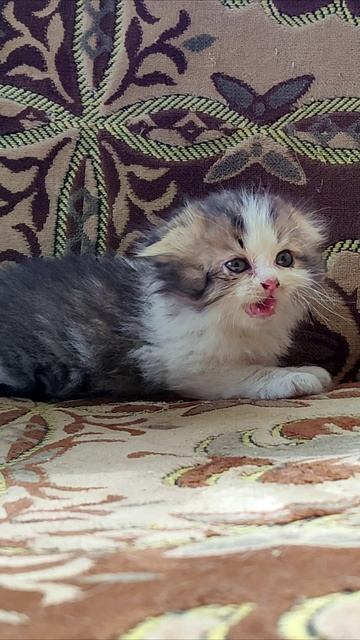 Маленький котенок мяукает. #котята #шорты 4k
