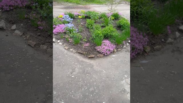 Клумба у дома