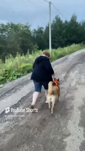 Пробежка с собакой