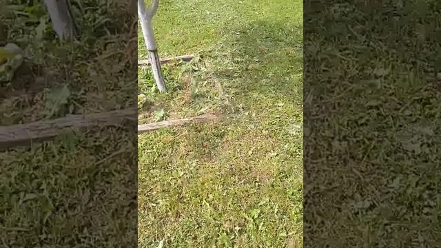 Ловчий пояс для борьбы от муравьев на яблонях.