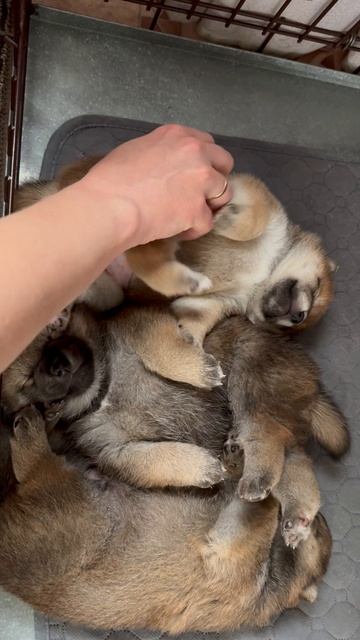 Puppy Shiba «D»