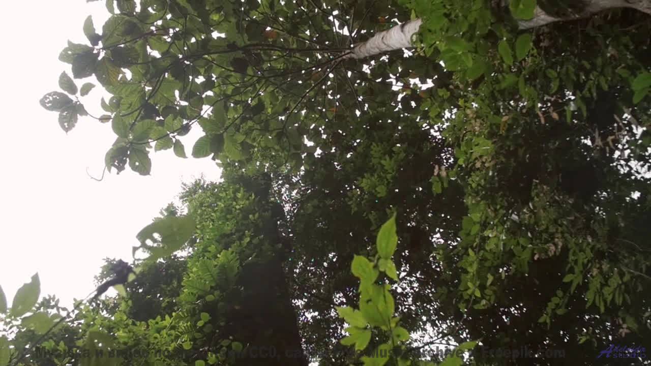 Звуки, повышающие IQ - слушайте каждый день! - Air -- Lolique -- Unnamed album