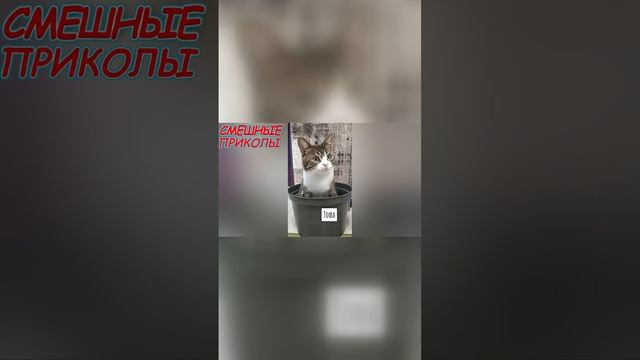 Какой идеальный размер_ Откровенный разговор с юмором😂🤣😹