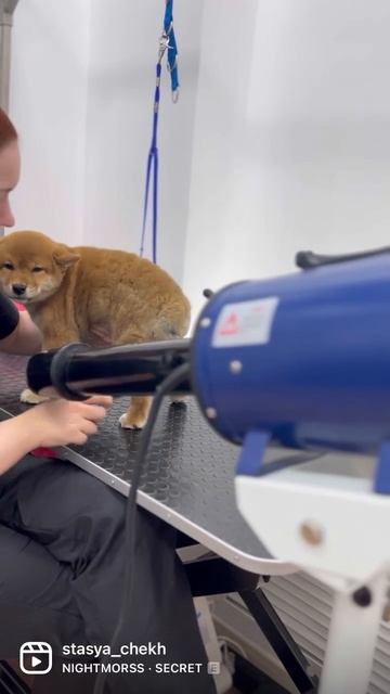 Первый груминг шиба ину