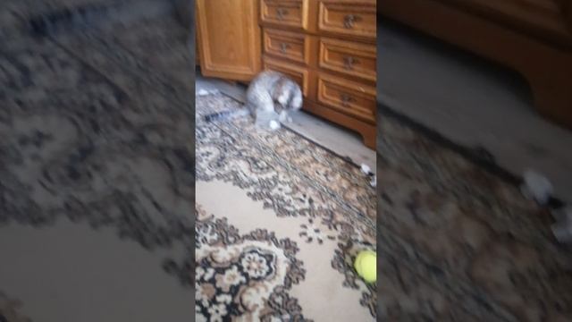 VID_20250511_102414.mp4