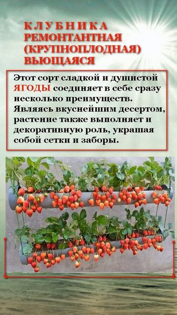 КЛУБНИКА РЕМОНТАНТНАЯ #огород #советы #дача