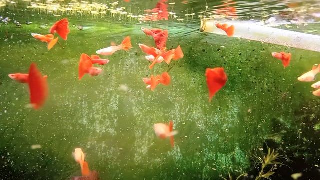 1000137986.mp4