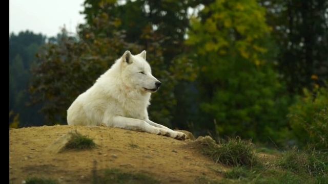 SVID_20250513_060825_1.mp4