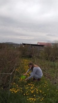 Одуванчики #Деревня