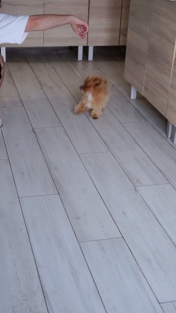Девочка мальтипу Adeza kennel