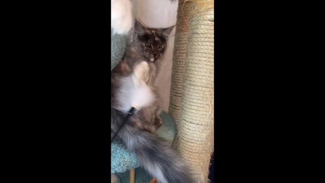 Мейн-кун кошечка 4 месяца. Черепаховый на серебре с белым.