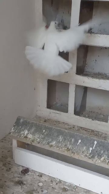 Цветок голубке от души