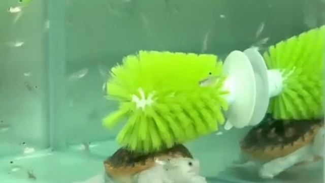 Чистюля черепашка 🐢