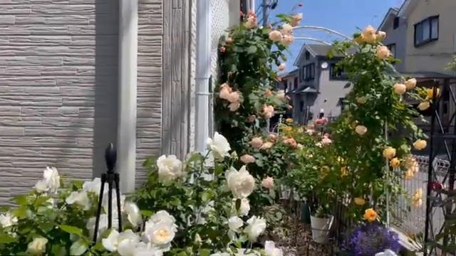 Vo__Rose_Vlog__29.mp4