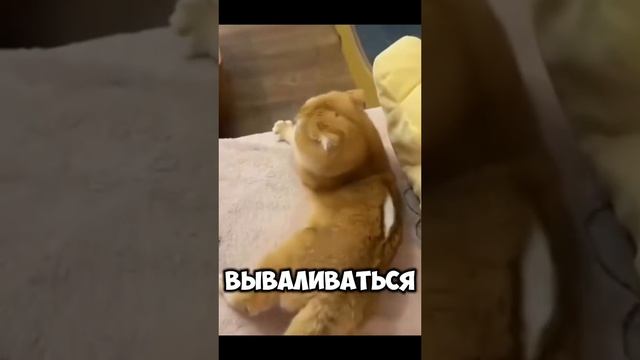 Кошачьи мемы! 🤣😁🤣