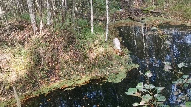 Русский спаниель учится подаче с воды