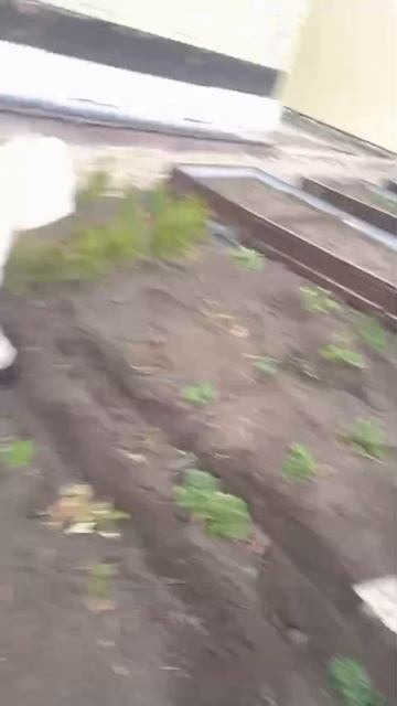 Пересаживаю клубнику в Тургае