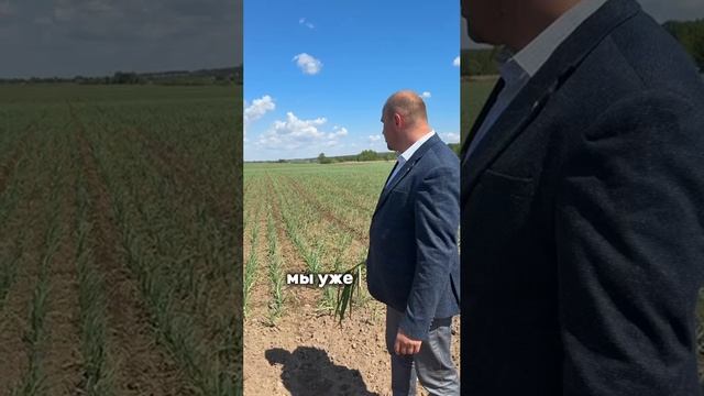 Вести с чесночных полей Чеснок прилично вырос, уже имеет 6 листов 16 мая АгроИнвестРФ