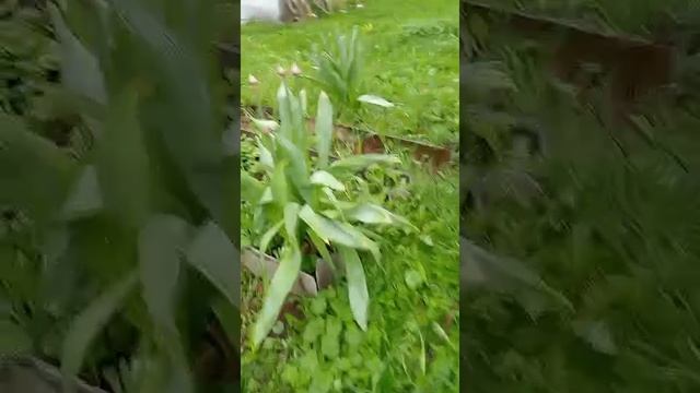 WhatsApp Video 2025-05-16 at 17.24.01