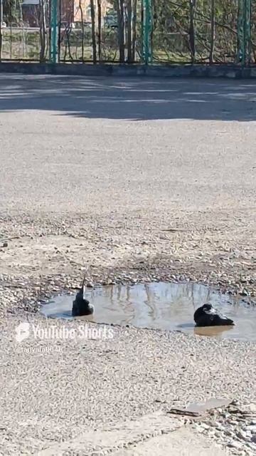 водные процедуры 🐦⬛🚿🫧