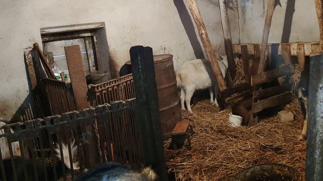 як взнати що коза буде родити і що треба мати коло себе на родах .
