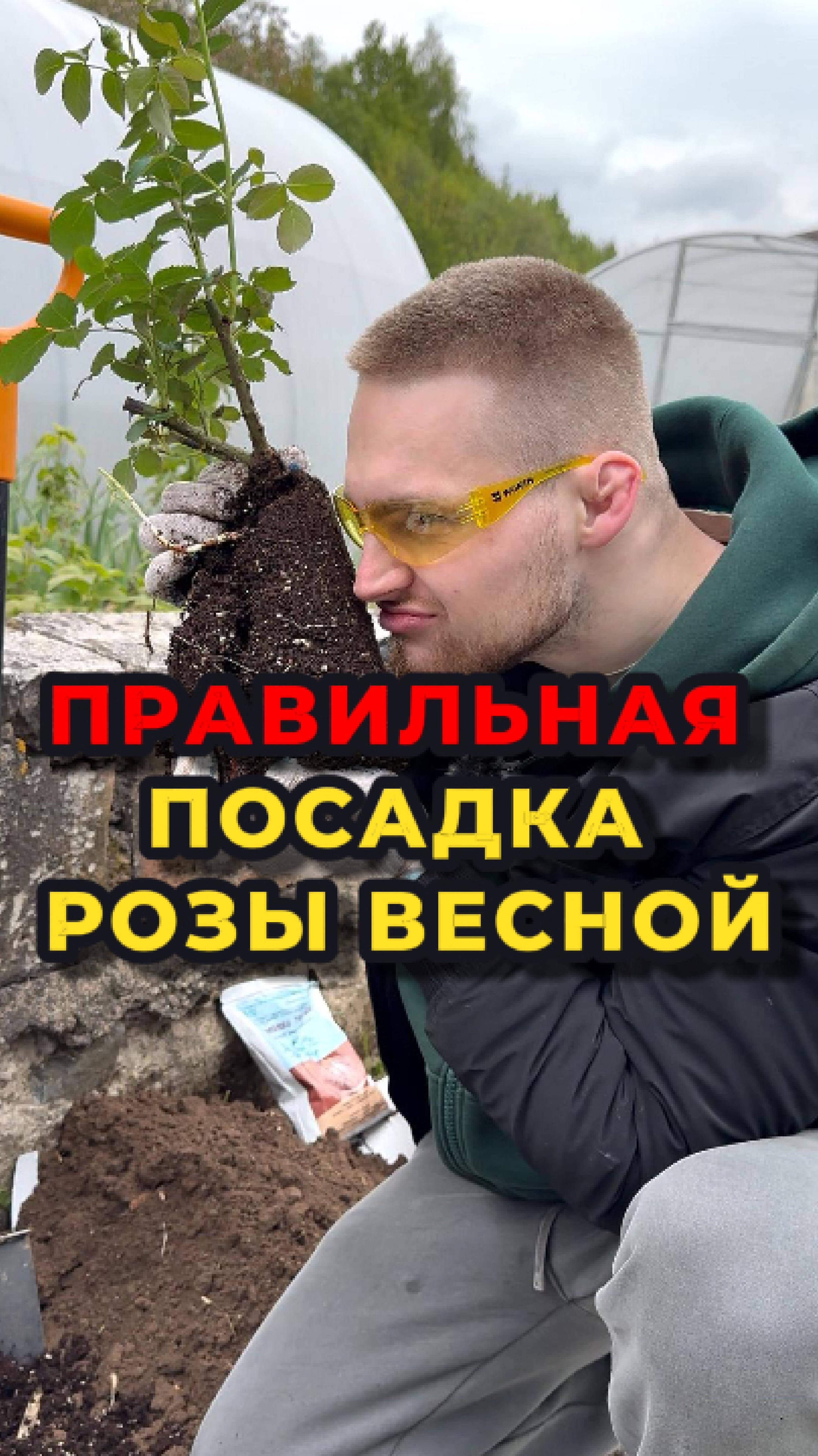 🌹Роза не порадует вас шикарным цветением, если вы НЕПРАВИЛЬНО ее посадите🌹