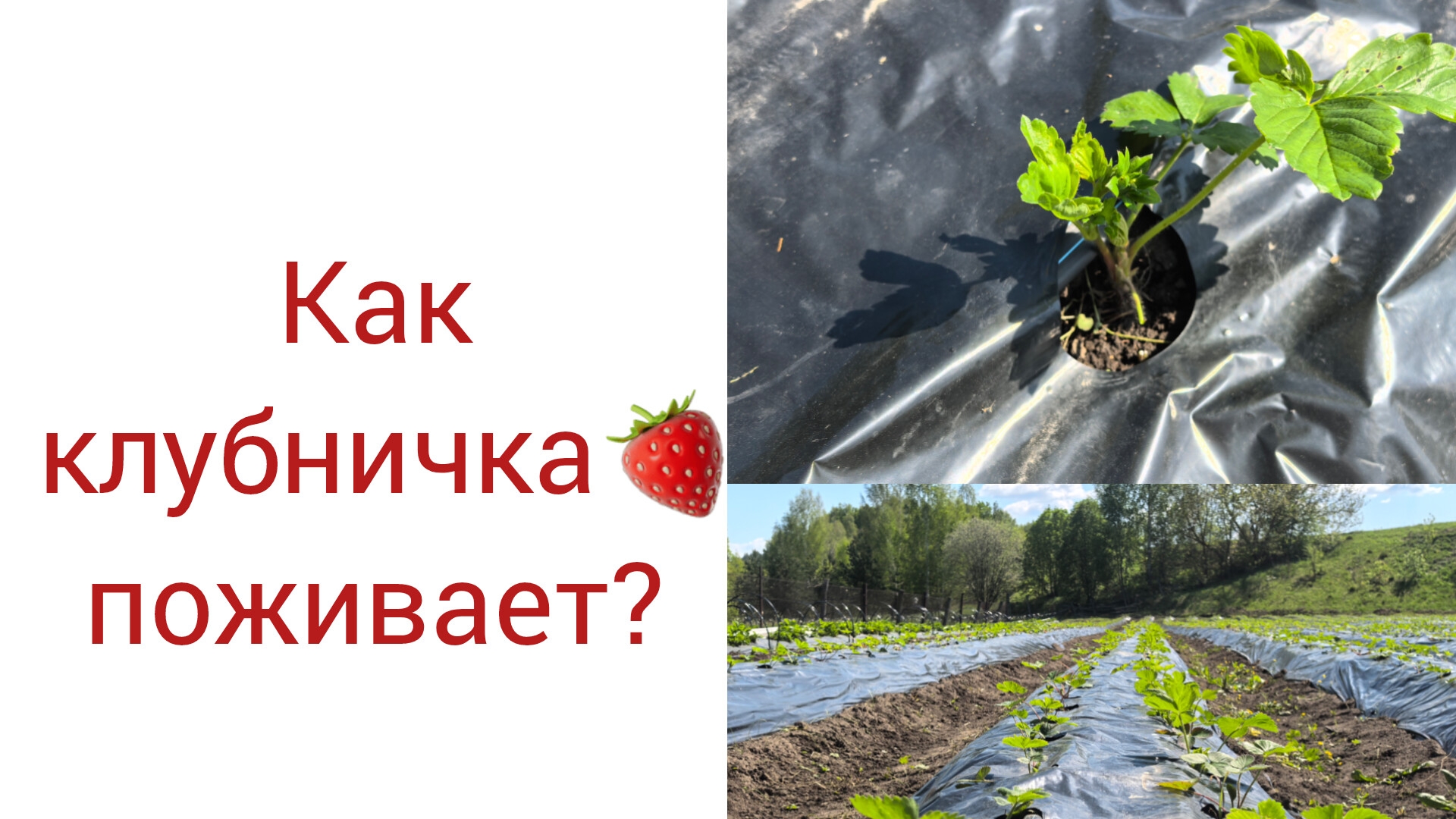 Клубника, дача, деревня