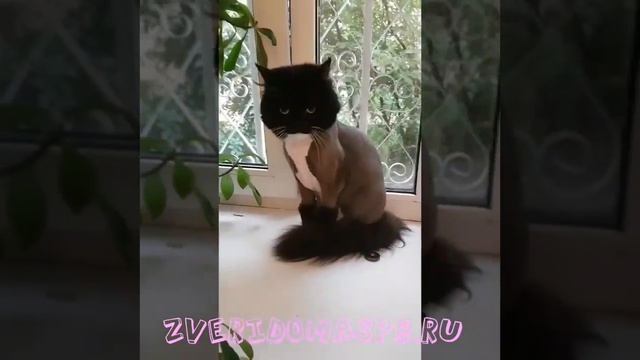 Стрижка кота