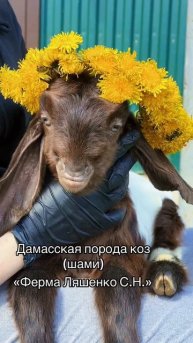 Малыш породы Шами.