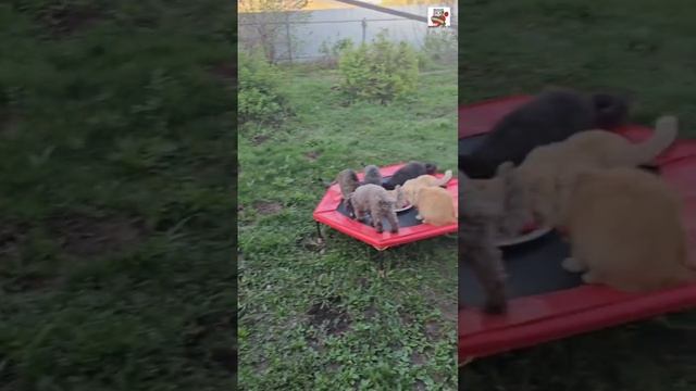 Могучий Друг Кришан отправил ребятам вкусненькое 🌞🌈💓🦅🐋😻🐶