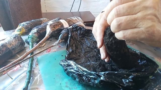 Распаковка посылки с саженцами.
