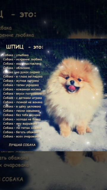 Шпиц лучшая собака 🐶