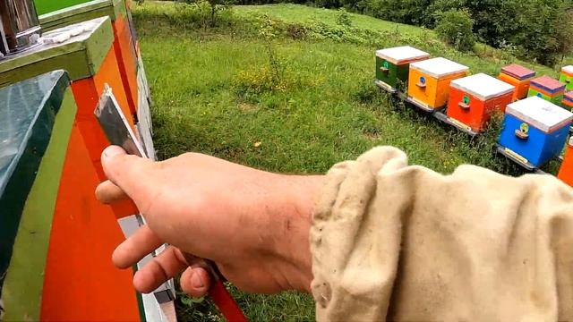 Рій отрутнявів / Матки бакфаст